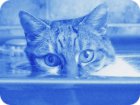 Katzentherapie